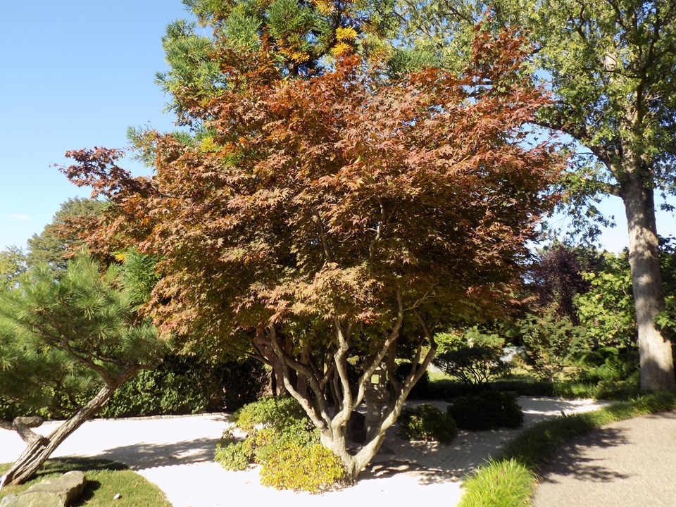 Japanese Maple (Acer palmatum)